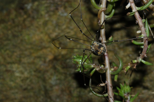 Opilionide dal Trentino: Leiobunum limbatum